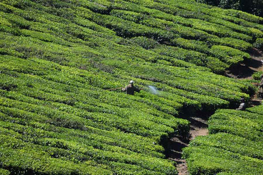 Single Estate Tea Versus Blends