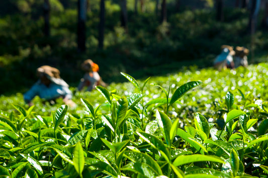 Assam Tea - From where it came and where it stands