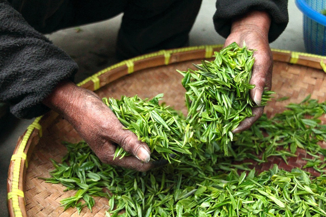 Tea Sommeliers - The Experts in Tea