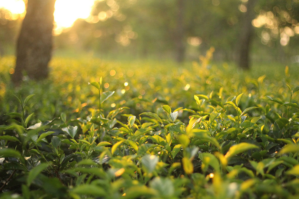 the-chayi-tea-garden-green