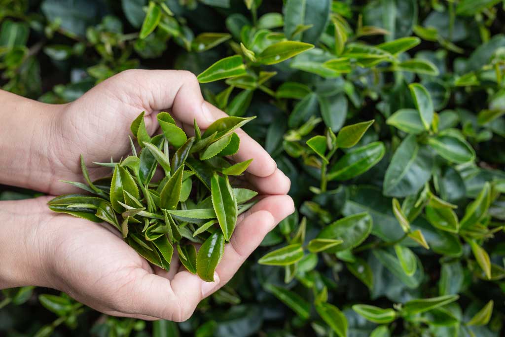 the chayi tea pluckers of Assam